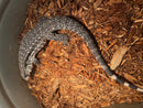 Blue Tegu Adult Female Breeder