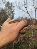 Rubber Boa Adult Pair