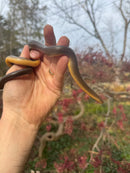 Rubber Boa Adult Pair