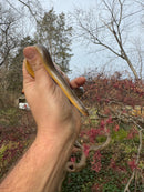 Rubber Boa Adult Pair