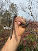 Rubber Boa Adult Pair