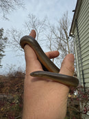 Rubber Boa Adult Pair