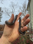 Rubber Boa Adult Pair