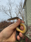 Rubber Boa Adult Pair