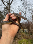 Rubber Boa Adult Pair