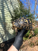 Libyan Greek Tortoise Adult Female