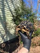 Libyan Greek Tortoise Adult Female