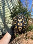 Libyan Greek Tortoise Adult Female