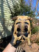 Libyan Greek Tortoise Adult Female