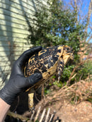 Libyan Greek Tortoise Adult Female