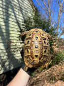 Libyan Greek Tortoise Adult Female