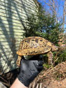 Libyan Greek Tortoise Adult Female