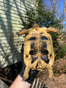 Libyan Greek Tortoise Adult Female