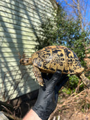 Libyan Greek Tortoise Adult Female