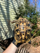 Libyan Greek Tortoise Adult Female