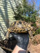 Libyan Greek Tortoise Adult Female