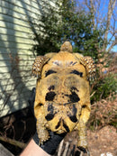 Libyan Greek Tortoise Adult Female