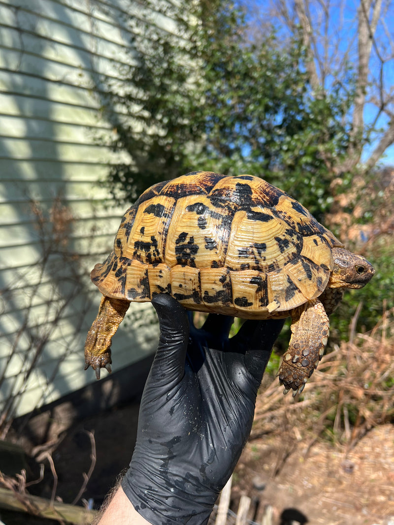 Libyan Greek Tortoise Adult Female