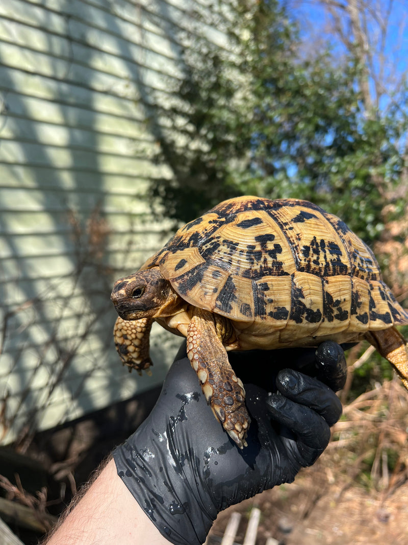 Libyan Greek Tortoise Adult Female