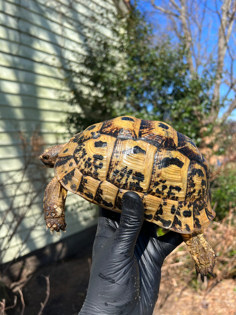 Libyan Greek Tortoise Adult Female