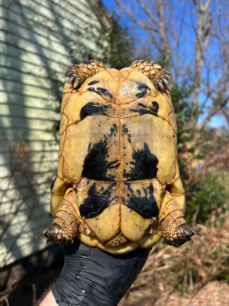 Libyan Greek Tortoise Adult Female