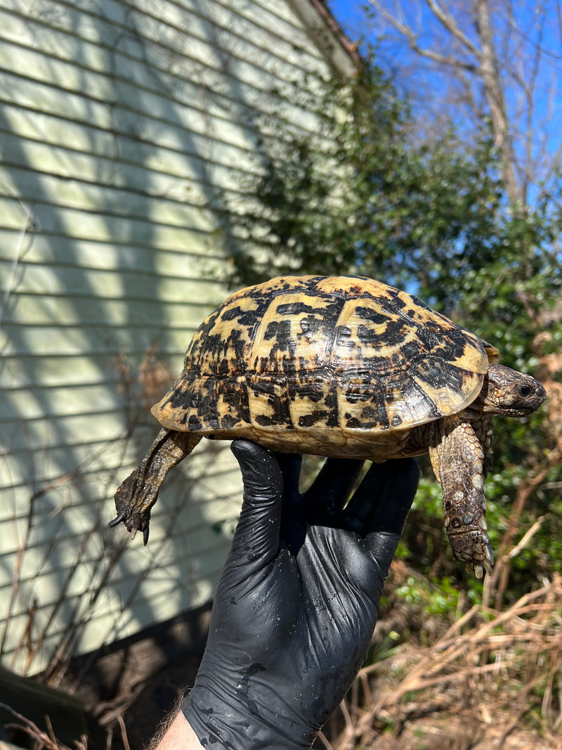 Libyan Greek Tortoise Adult Female