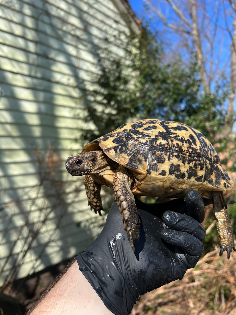 Libyan Greek Tortoise Adult Female