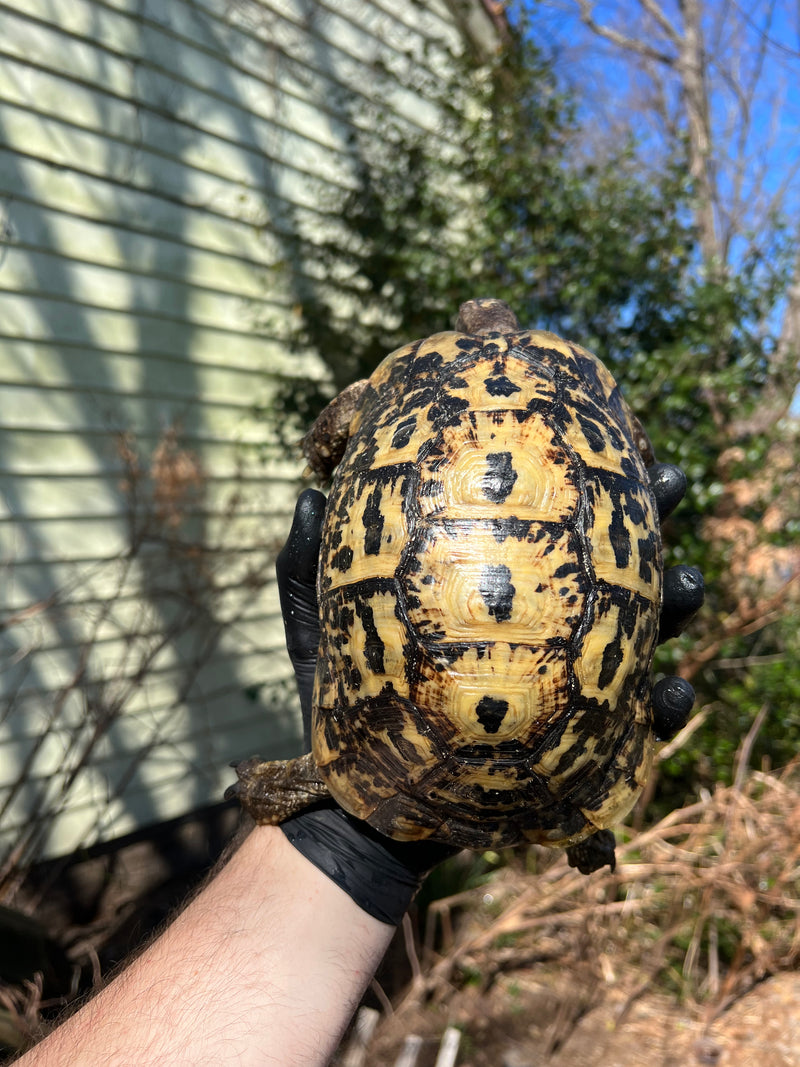 Libyan Greek Tortoise Adult Female