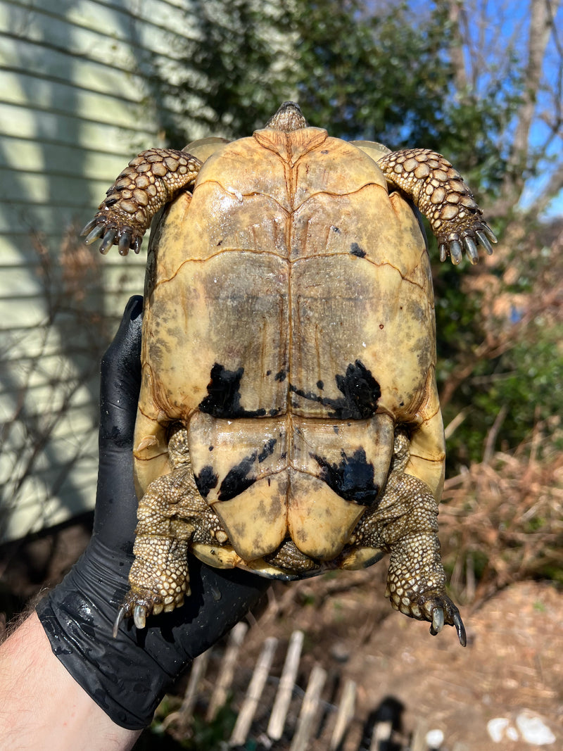 Libyan Greek Tortoise Adult Female