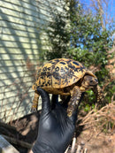 Libyan Greek Tortoise Adult Female