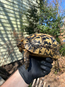 Libyan Greek Tortoise Adult Female