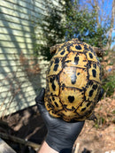 Libyan Greek Tortoise Adult Female
