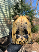 Libyan Greek Tortoise Adult Female