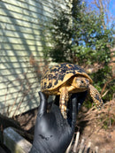 Libyan Greek Tortoise Adult Female
