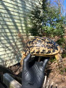 Libyan Greek Tortoise Adult Female