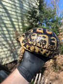 Libyan Greek Tortoise Adult Female