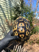 Libyan Greek Tortoise Adult Female