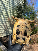 Libyan Greek Tortoise Adult Female