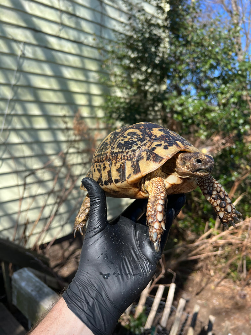 Libyan Greek Tortoise Adult Female