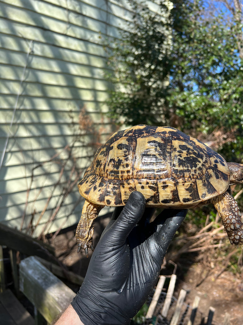 Libyan Greek Tortoise Adult Female