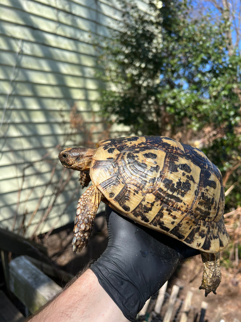 Libyan Greek Tortoise Adult Female