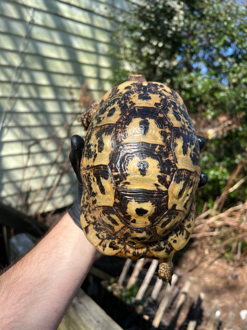 Libyan Greek Tortoise Adult Female