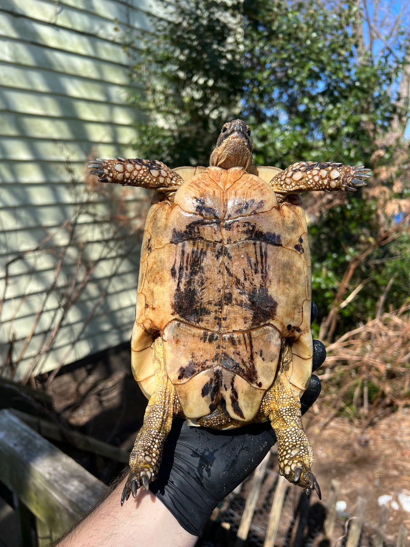 Libyan Greek Tortoise Adult Female