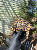 Libyan Greek Tortoise Adult Male