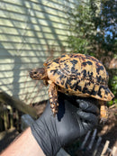 Libyan Greek Tortoise Adult Male