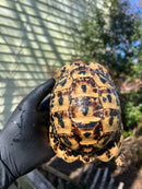 Libyan Greek Tortoise Adult Male