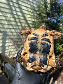 Libyan Greek Tortoise Adult Male