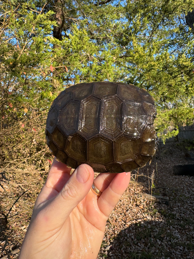 Burmese Brown Mountain Tortoise Female 3 ( Manouria emys emys)