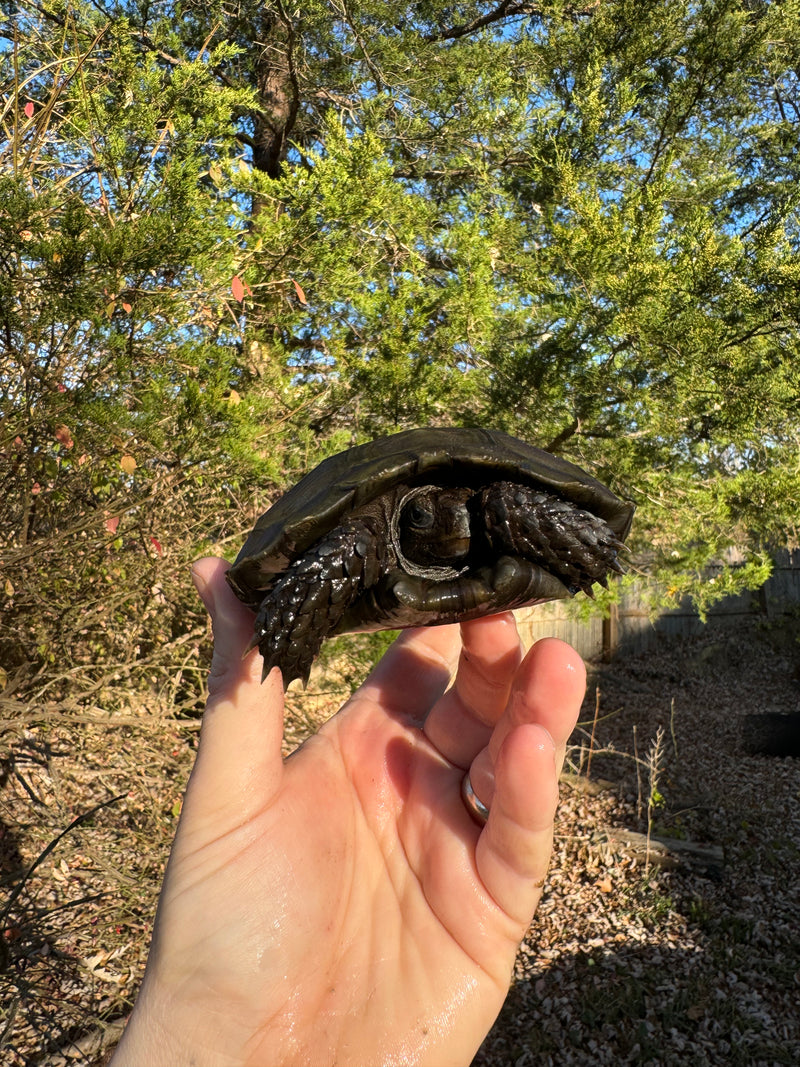 Burmese Brown Mountain Tortoise Female 3 ( Manouria emys emys)