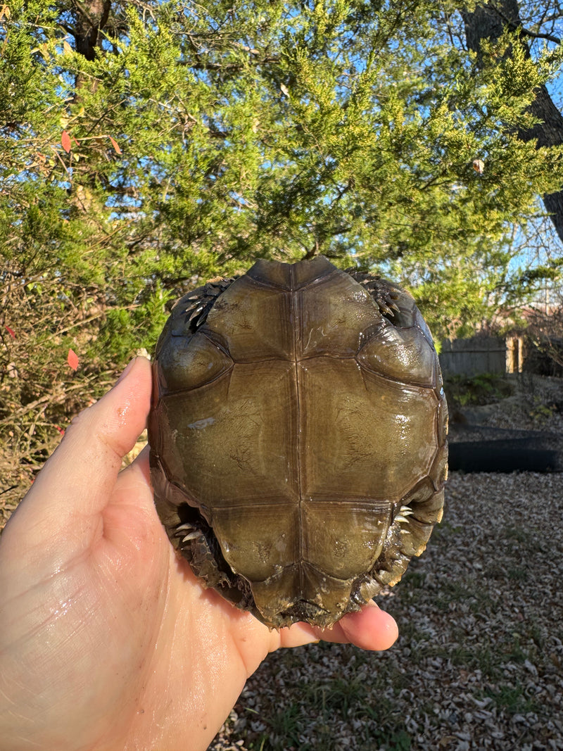 Burmese Brown Mountain Tortoise Female 3 ( Manouria emys emys)